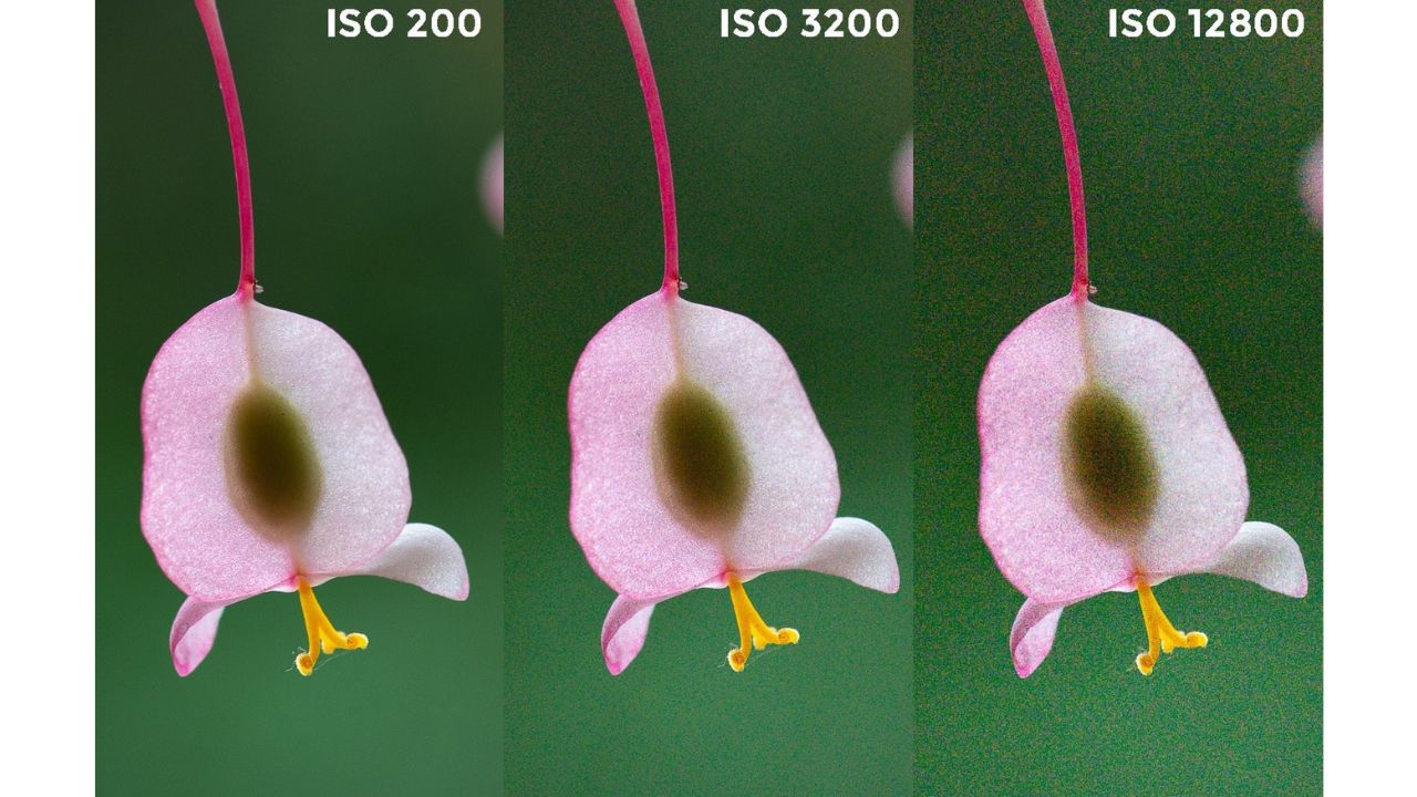 Độ nhạy sáng ISO của máy ảnh